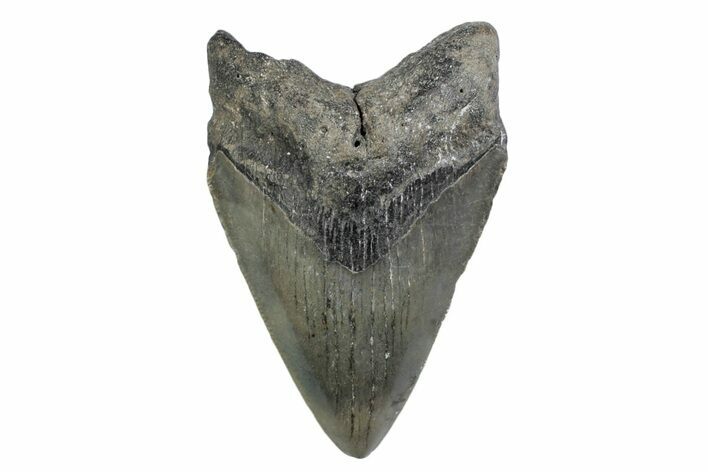 Serrated, Fossil Megalodon Tooth - North Carolina #370221